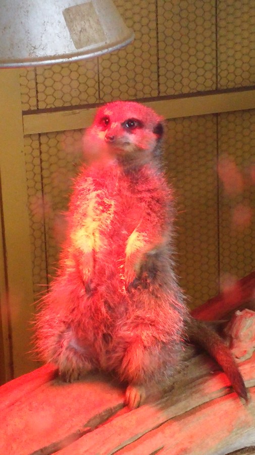 GARDEN CENTRES AND&nbsp;WETHERSPOONS