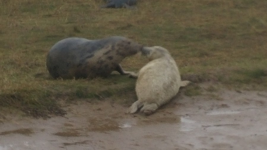 SEAL CUBS, MICRO&nbsp;PUBS