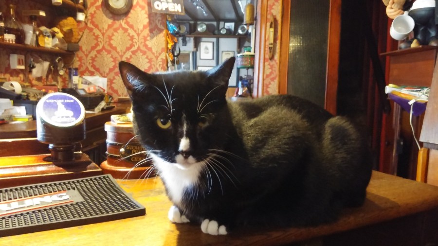 PUB CATS AND COOL FOR CATS IN&nbsp;RAMSGATE
