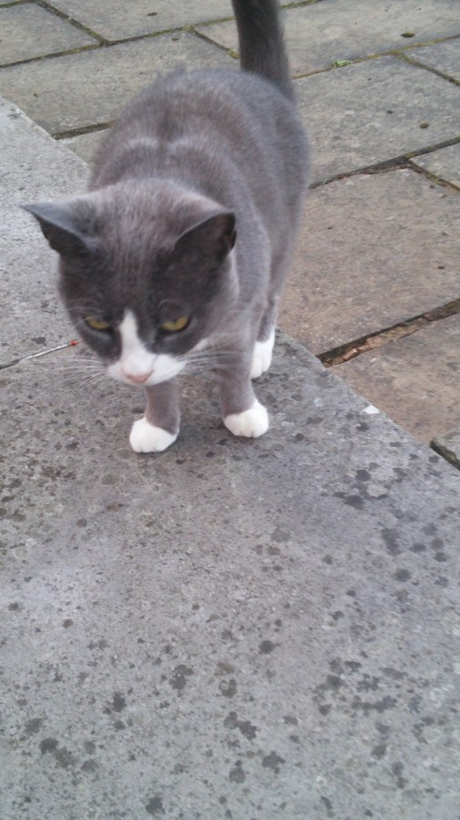 PUB CATS IN BISHOP’S&nbsp;CASTLE