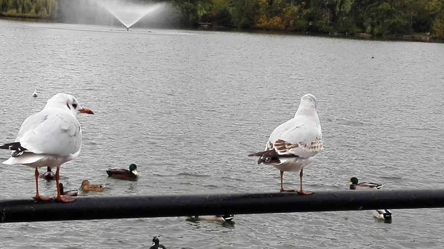 DISS – MERE &&nbsp;MARSTONS