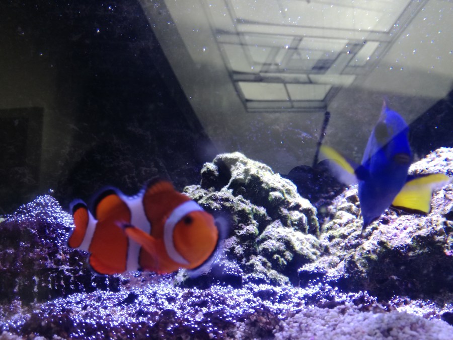 A FAREWELL TO MY LAST DANISH&nbsp;KRONE