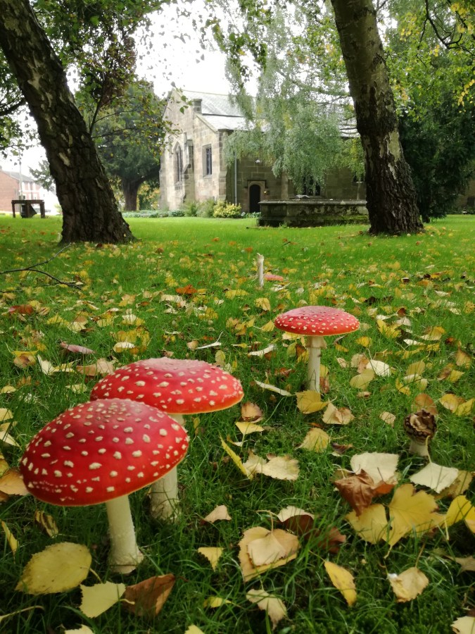 RED TRIANGLE, RED&nbsp;MUSHROOMS
