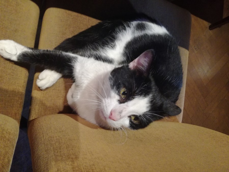 2018 PUB CAT CONVENTION IN&nbsp;LEVENSHULME