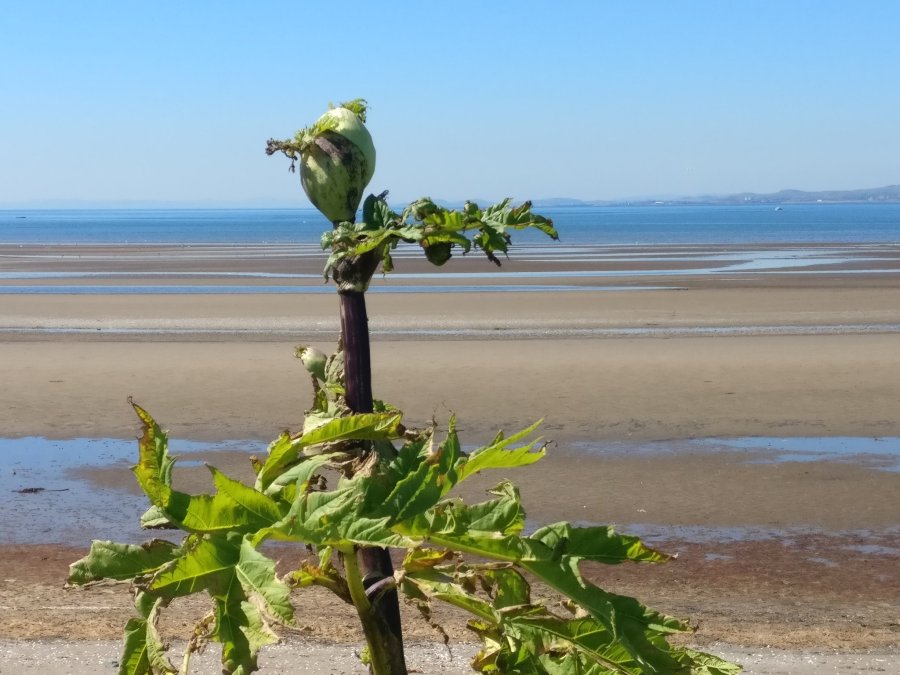TRICKY TROON & THE DEAD&nbsp;JELLYFISH