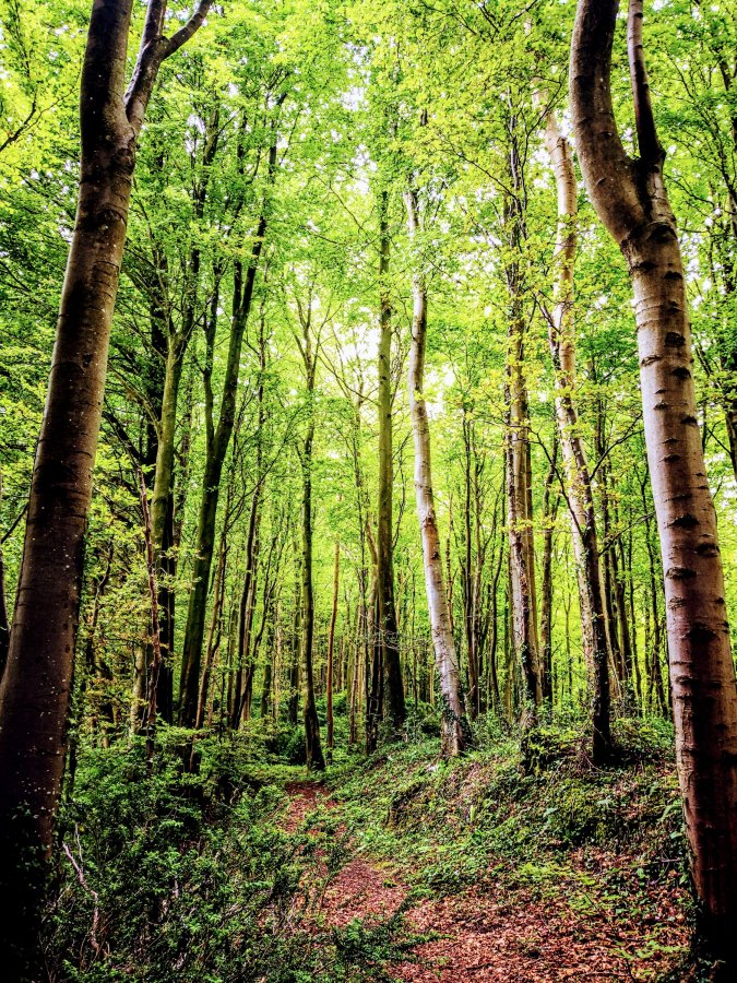 LOST IN A FOREST. NEAR&nbsp;YEOVIL