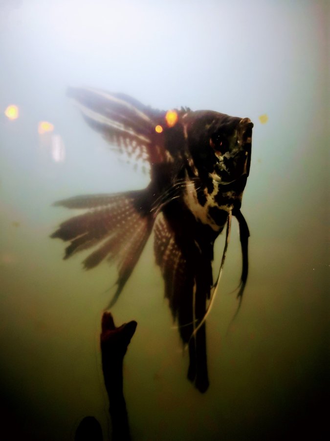 SEWIN FOR PEACE IN NEWPORT&nbsp;(PEMBS)