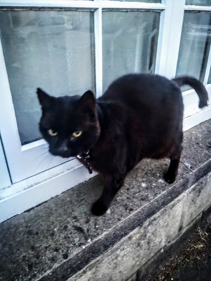 MORE GIANT DONGLE IN&nbsp;BRIDPORT