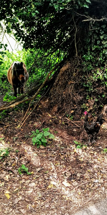 PROPER MEAL TIMES STILL OBSERVED IN&nbsp;FAKENHAM