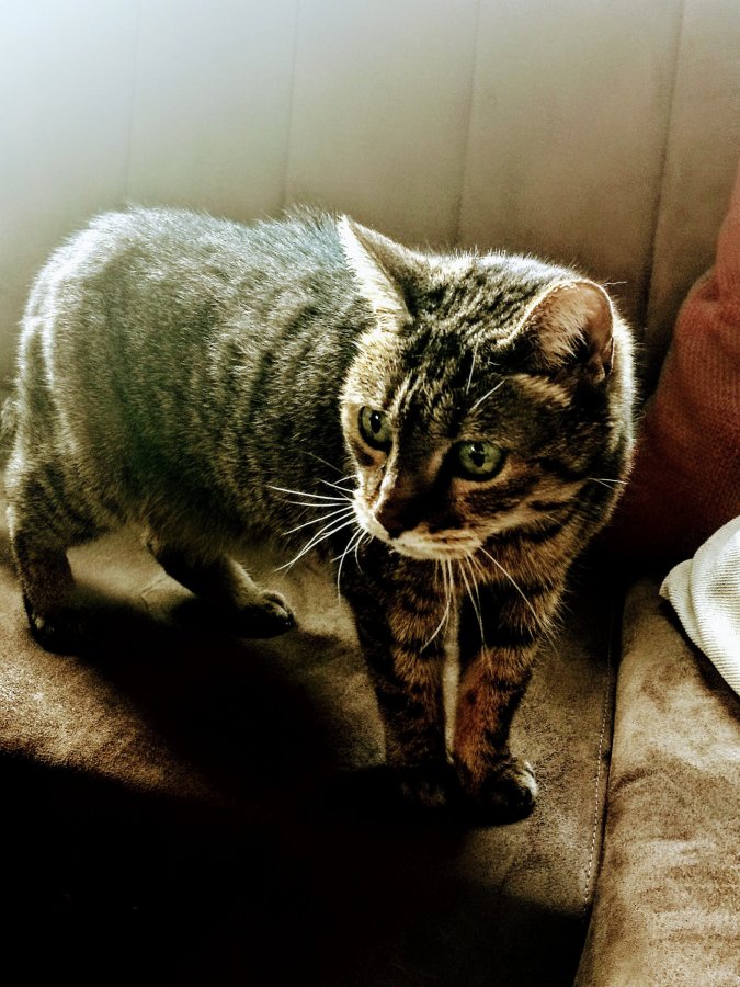 BRENTFORD : BEES, PUB CATS, BLACK DOG