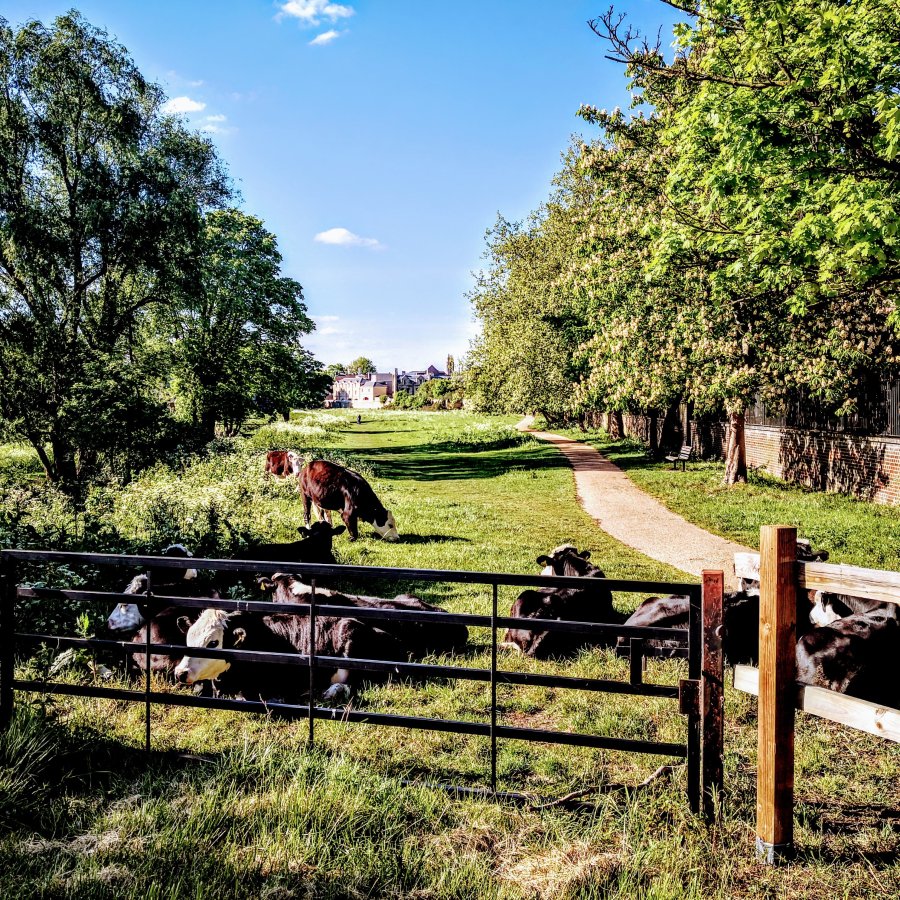 NEWNHAM – ALL COWS, NO&nbsp;BULL