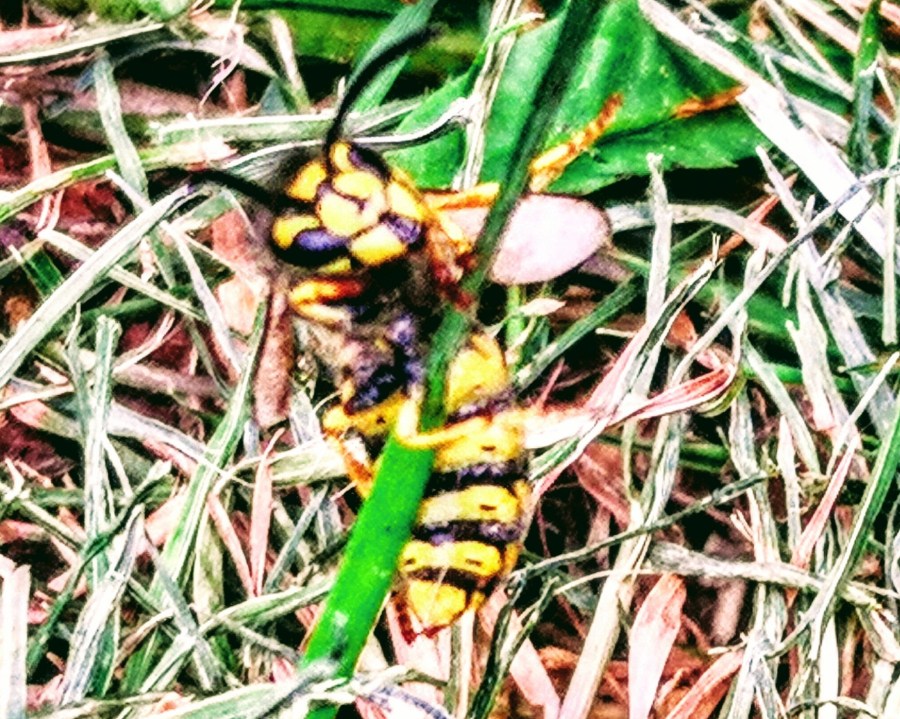 BEE RESCUING IN&nbsp;GRAFHAM