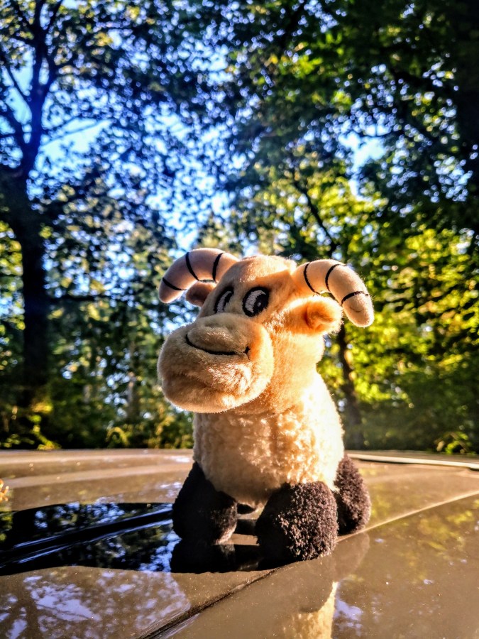 LOST IN A(SHCLYST) FOREST, ALL&nbsp;ALONE