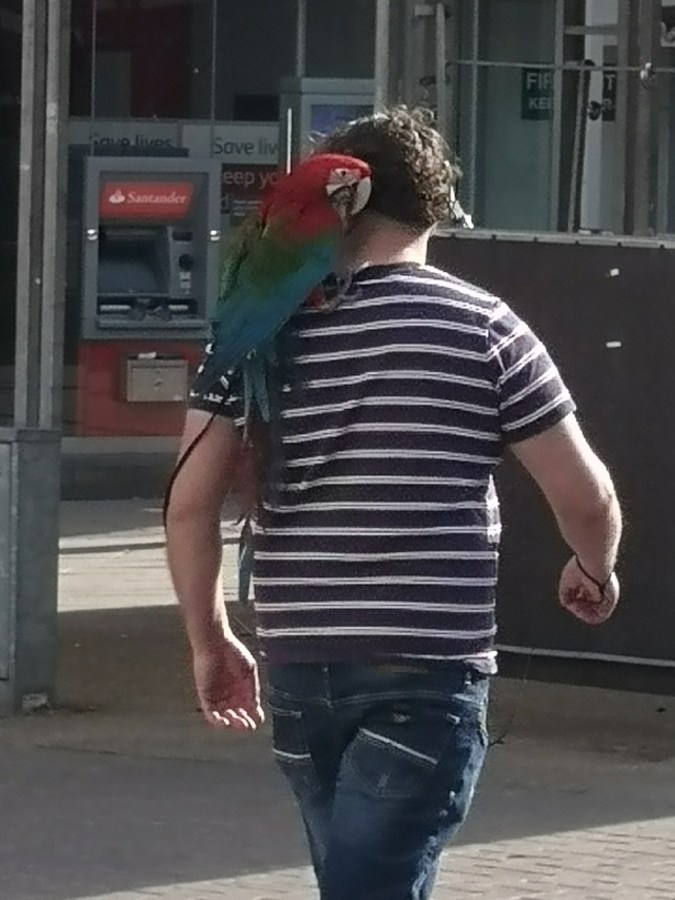 PARROTS, PINEAPPLES & AIR&nbsp;PUNCHES