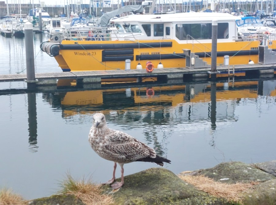 RELEASED FROM ROBINSONS