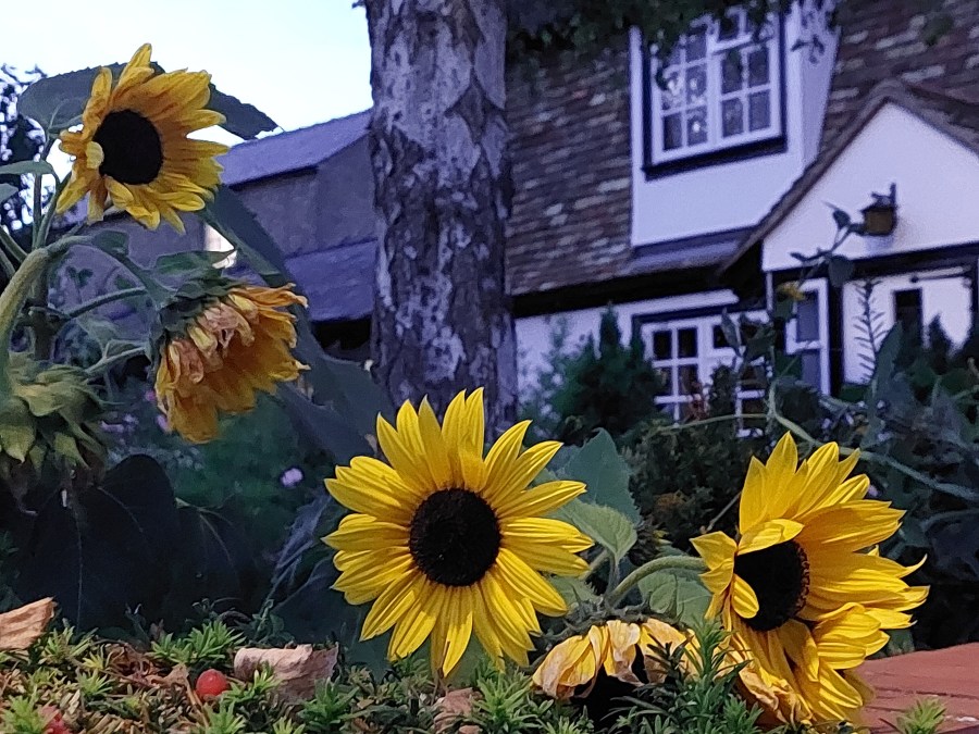 A PLACE IN THE&nbsp;SUN