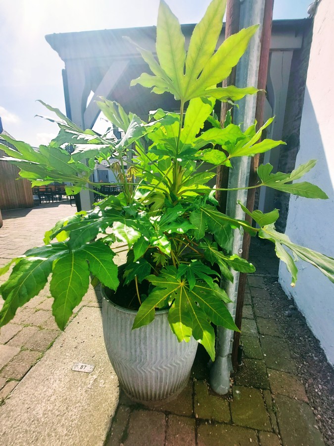 MRS RM TIPS THE DOOM BAR IN&nbsp;LLANGOLLEN