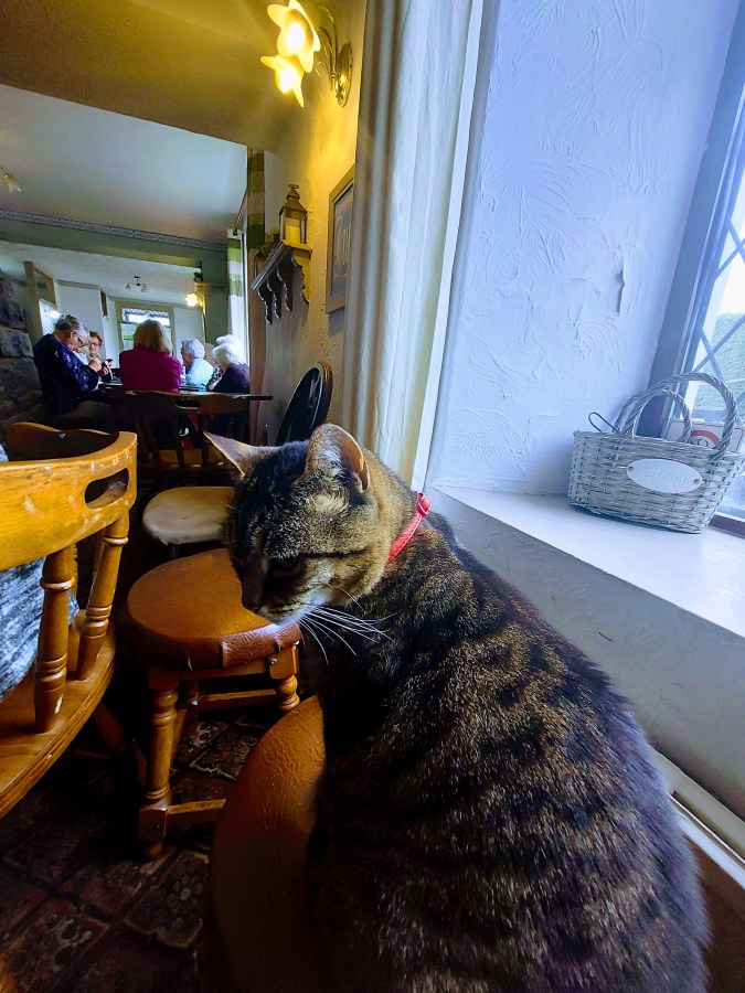 WHEN YOU HAVE NOTHING TO SAY, JUST ADD A PICTURE OF A&nbsp;CAT