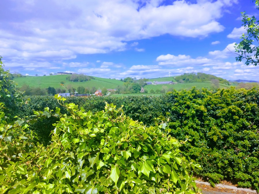 THE LAMB OF&nbsp;KERRY