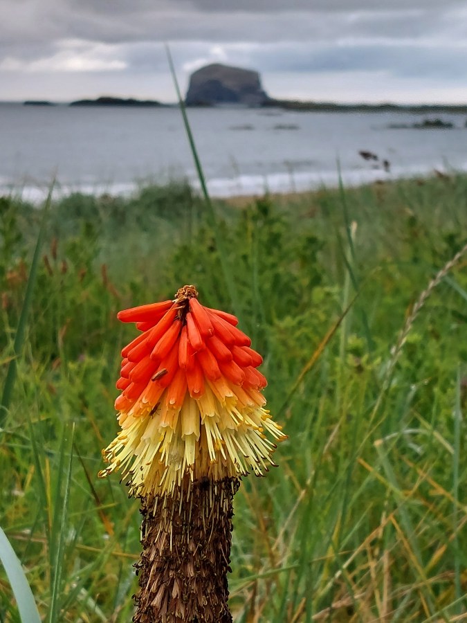 BASS ROCK AND&nbsp;STEAMPUNK