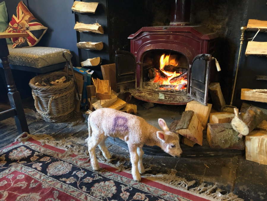 ANY POT PLANT IN A&nbsp;STORM