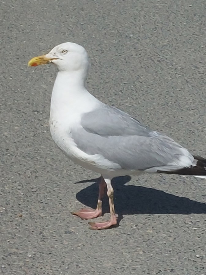 SEAGULLS AT THE GATES OF&nbsp;RYE