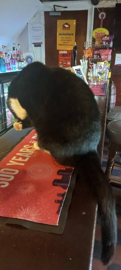 SLOW SERVICE FROM DOLLY THE PUB CAT IN&nbsp;SANDHEAD