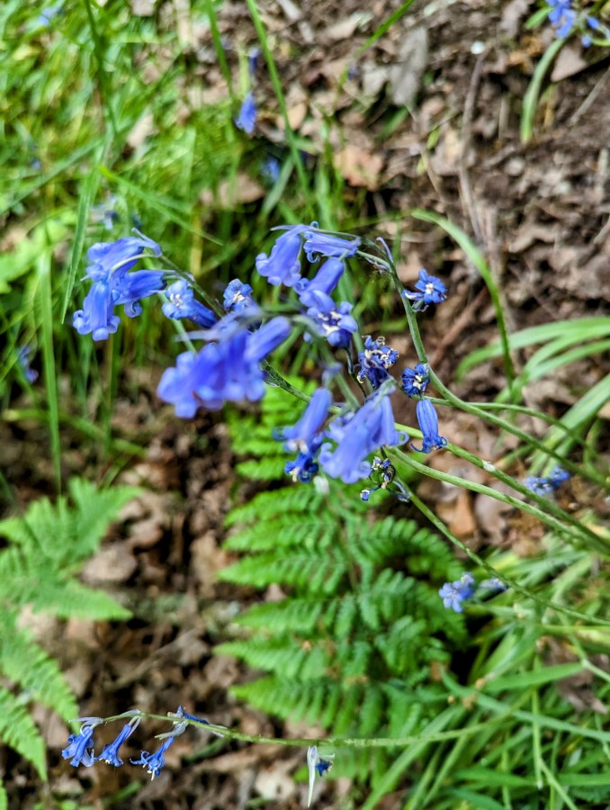 TAKING IT DOWN TO THE WYRE – THE BLAKEDOWN&nbsp;SWAN