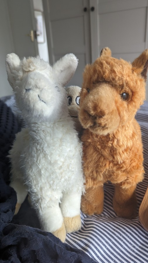 …AND A BOXING DAY TRADITION&nbsp;STARTED