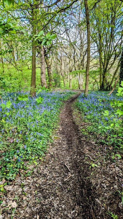 BLUEBELLS LIVE, PUBS DEAD IN EAST&nbsp;SHEFFIELD