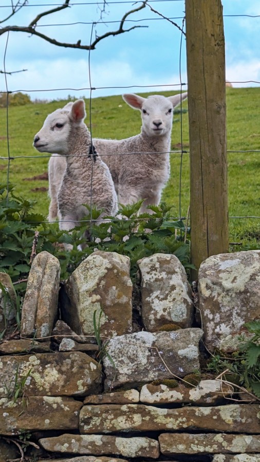 LAMBING SEASON AT&nbsp;CHATSWORTH