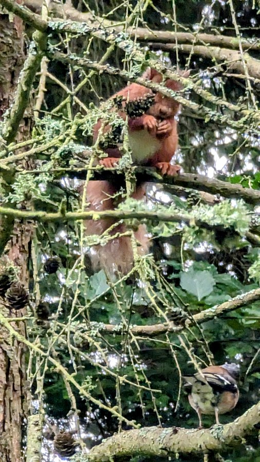 RED SQUIRRELS, RARE TICKS IN&nbsp;WOOLER