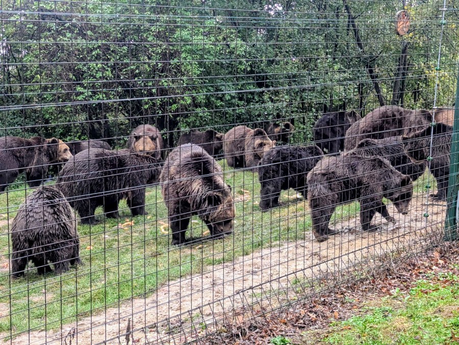 CONTRADICTORY ADVICE ON SURVIVING A BEAR&nbsp;ATTACK