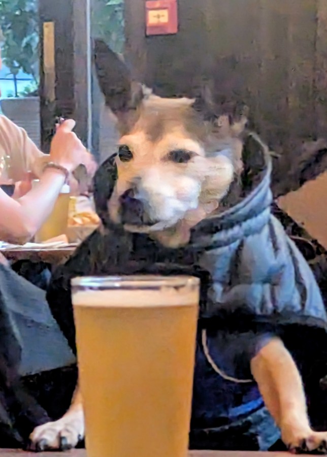 PUB DOGS OF HAMPSTEAD&nbsp;HEATH