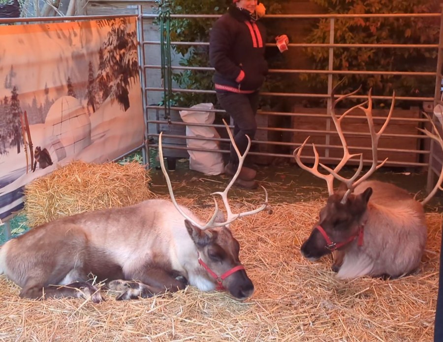 REINDEERS AT THE CAMBRIDGE&nbsp;BLUE
